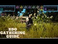 Beginners Gathering Guide BDO 2023 - Black Desert Online