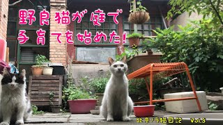 ノラ猫が庭に子猫を連れてやってきた！北京フートン地区の地域猫たち。（こう見えても北京市の ど中心にある庭です。笑）