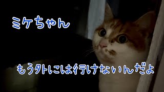 [保護17日目] 保護したばかりの三毛猫と５匹の猫たちの夜のルーティン