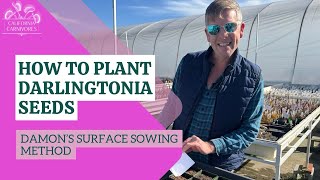 How to Plant Darlingtonia Seeds