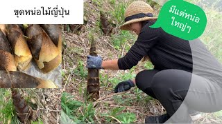 เก็บหน่อไม้ญี่ปุ่นครั้งแรกของปีเหตุการณ์ไม่น่าเกิด😫หมดได้เวลาพอดี(edible Wild plants)