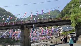 杖立温泉鯉のぼり祭り