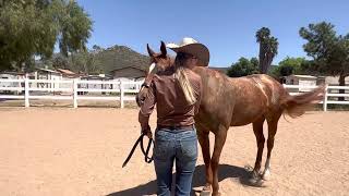 Ayla Peterson and Chocs Diamond Chip WCRH online show #1 class # 20