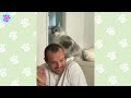 when your cat is not your pet 😸❤️ cute cat videos 2024