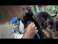 เปิดร้านตัดขนหมาที่บ้านค่ะ ทำเองทุกอย่างที่ทำได้ we do our dogs grooming at home.