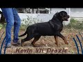 KEVIN  VH  DRAZIC || #rottweiler #dog  || @vomgehlaut-shorts  ||