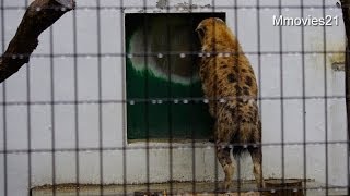 扉を叩き続けるブチハイエ~Spotted hyena is banging the door