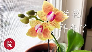 【彬彬有院】花 •2020蝴蝶兰给您拜年喽～～～