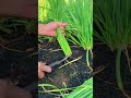 wow amazing working shorts youtubeshorts agriculture farming