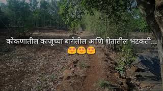 कोकणातील काजूची बाग आणि शेतातील भटकंती... cashew Farm View in konkan |भन्नाट भटकंती क्रिएशन्स|