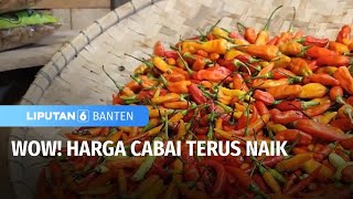 Cuca Buruk Picu Kenaikan Harga Cabai di Kab.Pandeglang | Liputan 6 Banten