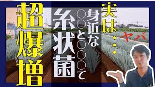 やっちゃっている人8割の糸状菌増加有機物ランキング【農業 収益UP】