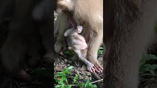 FLORA FLORIN Baby so_adorable👶❤️wq3  #shorts #animals #viral #shortsvideo #youtubeshorts #monkeys