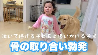 子犬と子供の喧嘩は犬の圧勝です。