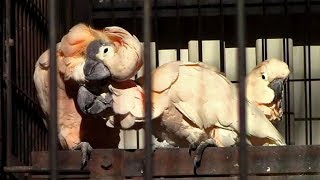 鳴きまくりオオバタン（大宮公園小動物園）Cockatoo Chant