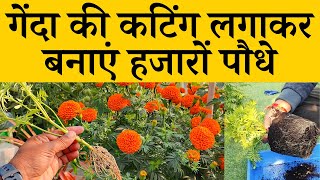 गेंदे के पौधे को कलम से कैसे उगाएं फ्री में | How to grow marigold plant from cuttings in Hindi