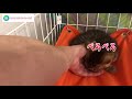 保護猫が家にやってきた！保護猫の譲渡トライアル1日目 001