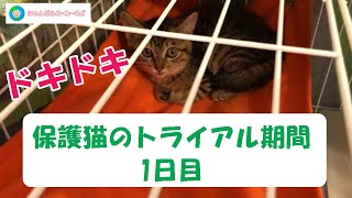 保護猫が家にやってきた！保護猫の譲渡トライアル1日目 #001