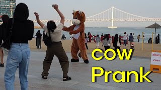 Cow Prank \