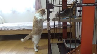 先住猫と新入り子猫の初対面が予想外の結果に【スコティッシュフォールド】【アビシニアン】