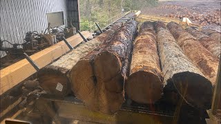 Sawing massive 20 ft and 14 ft pine logs with solid tooth saw