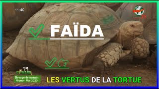 ✅ FAÏDA 👉 LES VERTUS DE LA TORTUE PARTIE 02| Kabala TV