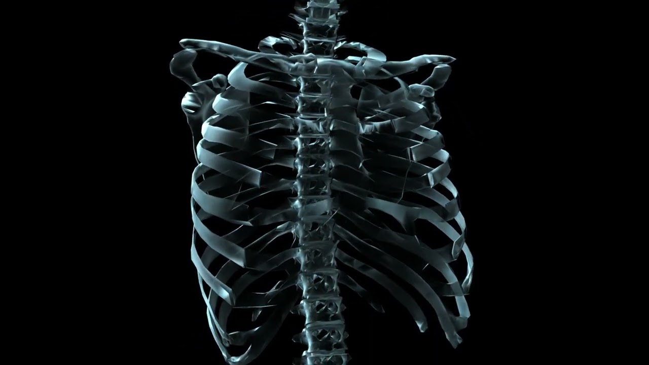 Human Skeleton Rotating 3d Animation Youtube