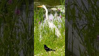 Great Egret vs Red-winged Blackbird ダイサギ vs ハゴロモカラス🇨🇦 #shorts