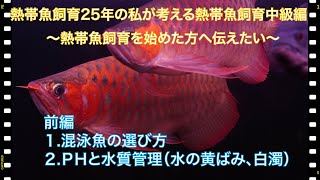 【前編】熱帯魚飼育中級編　熱帯魚飼育歴25年の私が伝えたい事　混泳魚、ＰＨ、水質管理、白濁、黄ばみ