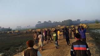 HUMAN ELEPHANT CONFLICT : Numaligarh Elephant Herd migrating through a village