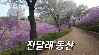 🌼 진달래 꽃이 피었습니다 [진달래 동산]