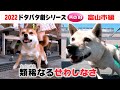 2022狂犬病予防注射会場のドタバタ劇・其の10 富山市保健所編