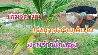 เพิ่มวิตามินเร่งการเจริญเติบโตต้นมะพร้าวน้ำหอม