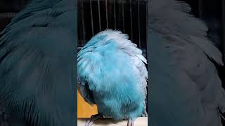 【セキセイインコ】かわいいひばりちゃん