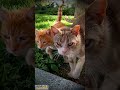 #cat #catlover #shortvideo #nature #cute