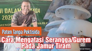 Cara Mengatasi Serangga/Gurem pada Jamur Tiram paten tanpa pektisida