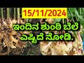 Today ginger market price | Today shunti rate | Today ginger rate | Today shunti bele |