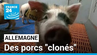 Allemagne : des "porcs clonés" pour pallier la pénurie d'organes • FRANCE 24