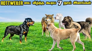 Rottweiler-யை வீழ்த்தக்கூடிய பயங்கர பலமிக்க நாய் இனங்கள்  Strongest Dogs that can kill a Rottweiler