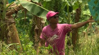 Martinique: Years later, the fight against Chlordecone persists • FRANCE 24 English