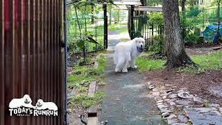 お散歩行かないアピール再開！悪い癖が再発したアランです　Great Pyrenees　グレートピレニーズ