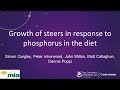 Growth of steers in response to phosphorus in the diet