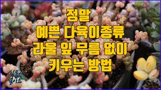 정말 키울수록 예쁜 다육이종류 라울 키우는 방법