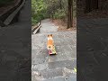 Anjing Hebat! Aksi Luar Biasa di Atas Skateboard. #dog #shorts #shortvideo