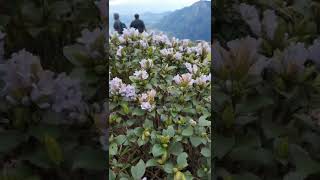 neelakurinji Flower Bloom in #idukki kallipara