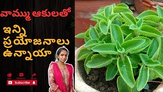 వామ్ము ఆకులతో ఇన్ని ప్రయోజనాలు ఉన్నాయా 🤔| ajwain plant #ajwainbenefits