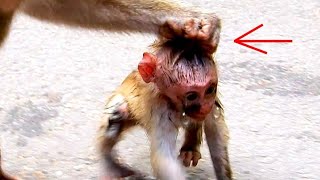 ohGod..! Cute Monkey. What Happened Baby...?​ Love... | Nice Clip Baby Monkey | TOP Monkeys