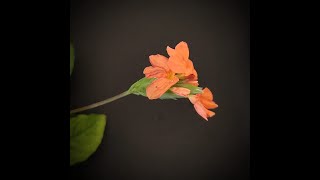 #Firecracker No 💥 Orange #Crossandra  #Flowers