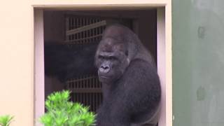 シャバーニ家族 347 Shabani family gorilla