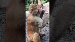 #monkeys Monkey in the zoo monkey in the forest monkey Feeding Monkey #monkeyboy #saveanimal #shorts